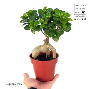 KW}iFږ؁j 4 vX`bNc 1 KW} ڂ ܂  K̖ LWi[  חt  Վ  Ficus microcarpa