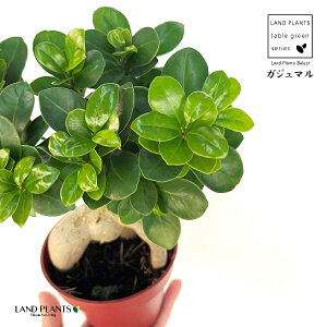 KW}iFږ؁j 4 vX`bNc 1 KW} ڂ ܂  K̖ LWi[  חt  Վ  Ficus microcarpa