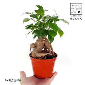 KW}iFlQj 4 vX`bNc 1 ܂  K̖ LWi[  חt  Վ  Ficus microcarpa