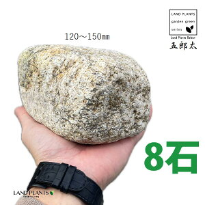 ܘYTr 4`5 i8΁j (120mm`150mm) S^ 낽 Tr  낽Tr  K[f  y I bN sekizai