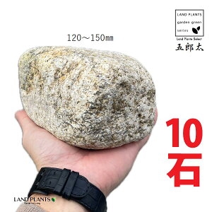 ܘYTr 4`5 i10΁j (120mm`150mm) S^ 낽 Tr  낽Tr  K[f  y I bN sekizai