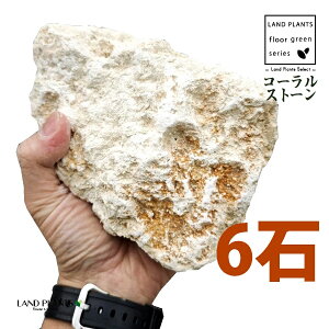 琉球石灰岩」の人気商品一覧 | 安い商品を通販サイトから探す - 価格.com