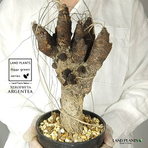 yρz LZtB^iAWFeBAj c 1 LZtB^AWFeBA 򍪐A A R[fbNX AtJ̖ AtJ Xerophyta argentea