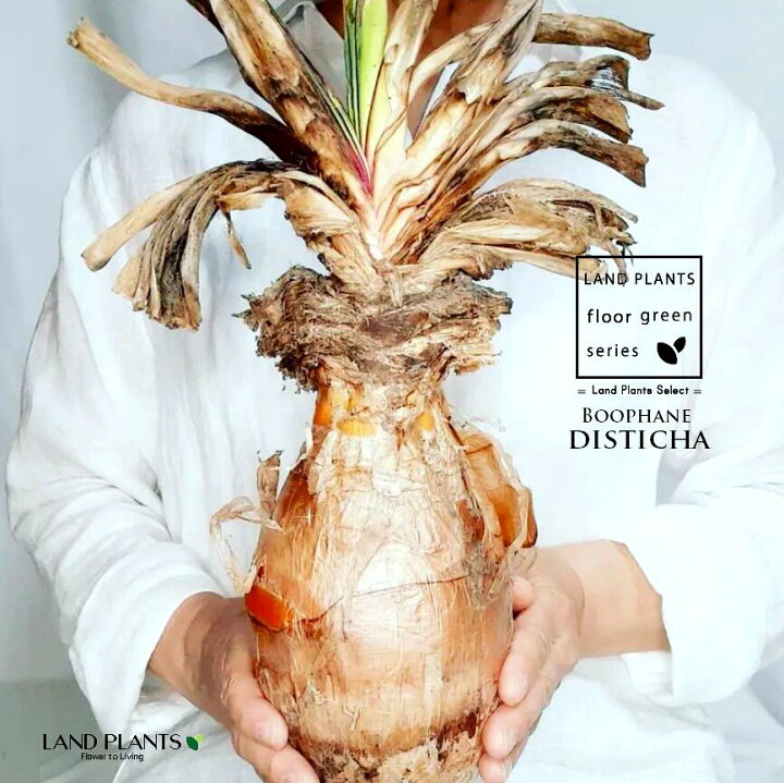 楽天市場】【発根済】 ブーファン（ディスティチャ） 小型 苗木 1株  