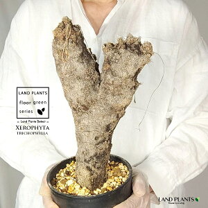 yρz LZtB^igRtBj c 1 LZtB^gRtB 򍪐A A R[fbNX AtJ̖ AtJ Xerophyta trichophylla