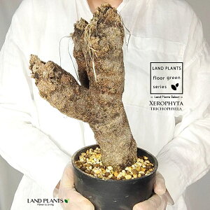 yρz LZtB^igRtBj c 1 LZtB^gRtB 򍪐A A R[fbNX AtJ̖ AtJ Xerophyta trichophylla