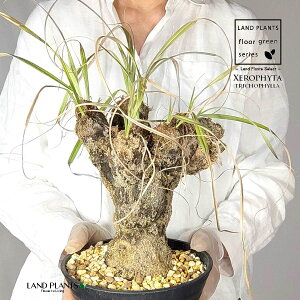 yρz LZtB^igRtBj c 1 LZtB^gRtB 򍪐A A R[fbNX AtJ̖ AtJ Xerophyta trichophylla