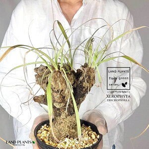 yρz LZtB^igRtBj c 1 LZtB^gRtB 򍪐A A R[fbNX AtJ̖ AtJ Xerophyta trichophylla