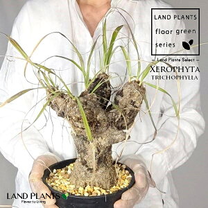 yρz LZtB^igRtBj c 1 LZtB^gRtB 򍪐A A R[fbNX AtJ̖ AtJ Xerophyta trichophylla