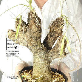 【発根済】 キセロフィタ（トリコフィラ） 苗木 1株 キセロフィタトリコフィラ 塊根植物 珍奇植物 コーデックス アフリカの木 アフリカ Xerophyta trichophylla