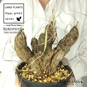 yρz LZtB^igRtBj c 1 LZtB^gRtB 򍪐A A R[fbNX AtJ̖ AtJ Xerophyta trichophylla