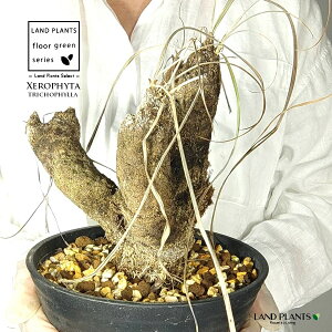 yρz LZtB^igRtBj c 1 LZtB^gRtB 򍪐A A R[fbNX AtJ̖ AtJ Xerophyta trichophylla