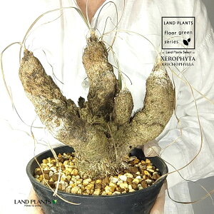 yρz LZtB^igRtBj c 1 LZtB^gRtB 򍪐A A R[fbNX AtJ̖ AtJ Xerophyta trichophylla