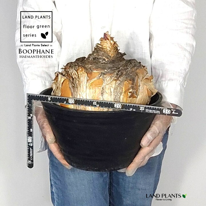 楽天市場】【発根済】 ブーファン（ハエマンソイデス） 苗木 1株 ブー  