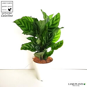 yz JeAitfBj F vX`bN 4 tfB@~rX@Calathea mirabilis@NYER@hV̓@|Cg@ϗtA