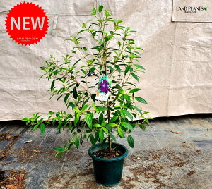 m{^i쉲OFR[g_W[j1 6 |bgc m{^R[g_W[  F F̉ Melastomataceae