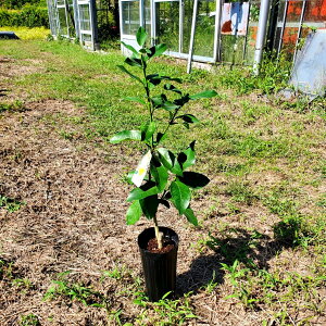 【果樹苗】 レモン(リスボン) 4号ロングポット苗 1鉢 檸檬 小ぶりなレモン レモンの木 苗木 Lisbon lemon