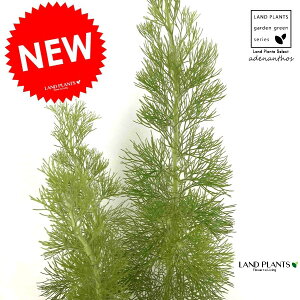 y󏭕iz AfiTX Aoj[ EB[[ubV F X|bg V_[^ 픫 1 I[XgAYŃ}KVȂ̏Ύ AfiTX EH[[ubV Adenantho