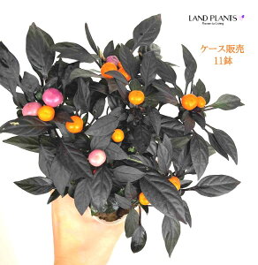 yP[X̔F11zyϏܗpzSVLgEKViIjLX}WbNIWj 3.5 |bgc 1 gEKV hq nEB gEKV Capsicum annuum