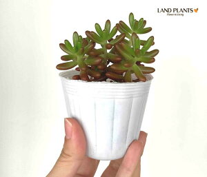 A Z_i̋ʁj 1 2.5 vX`bNc jWm^} Sedum rubrotinctum