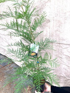 yc؁z OrAiuX^j 5 |bgc 1 nSmL OBA uX^[ Grevillea robusta