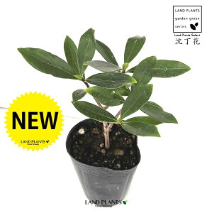 W`EQiԁj 3 |bgc 1 ``EQDaphne odora