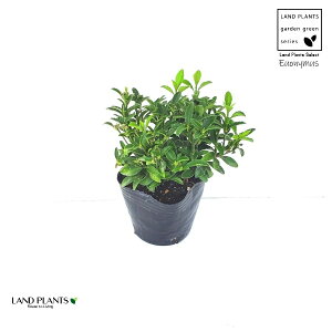 q}TLiO[j 3 vX`bNc 1 IIo}TL iKo}TL Ro}TL   Euonymus japonicus