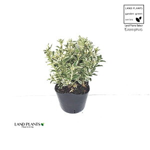 q}TLiVo[j 3 vX`bNc 1 IIo}TL iKo}TL Ro}TL   Euonymus japonicus