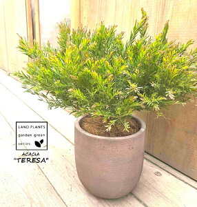 ミモザ 苗木 鉢植え」の人気商品一覧・価格比較 - 価格.com 観葉植物❤ミモザ苗❤150cm❤インテリア❤鉢植え