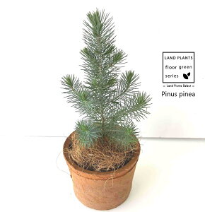 siXslAiC^AJT}cj F X|bg V_[^ 픫 1 Rjt@[ skXslA mGc[ C^AJT}c AupC Pinus pinea