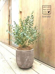 [JEOj[iV[gFt`܂j fUC̗ǂ eRb^ 1 yRRt@Co[z Eucalyptus