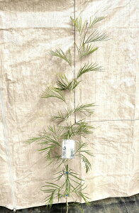 OrAi[Cgj 5 vX`bNc 1 nSmL OBA Grevillea moonlight
