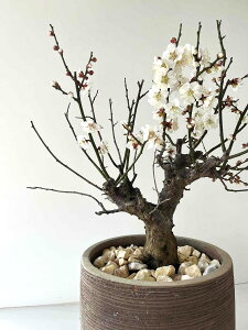 y1_z~ fUC̗ǂ eRb^ 1E ~ ͂΂ 낤Prunus mume