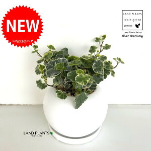 ACr[iVo[`[~[j F ی^ 픫 1 yF΁EMz wfVo[`[~[ Hedera helix