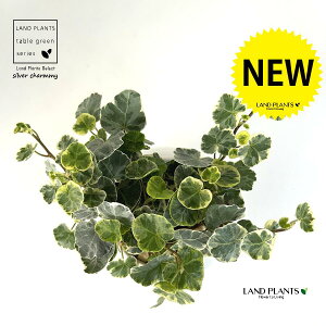 ACr[iVo[`[~[j F ی^ 픫 1 yF΁EMz wfVo[`[~[ Hedera helix