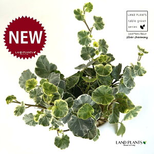 ACr[iVo[`[~[j F ی^ 픫 1 yF΁EMz wfVo[`[~[ Hedera helix