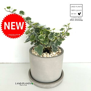 ACr[iVo[`[~[j Zg V_[^ 픫 1 yF΁EMz wfVo[`[~[ Hedera helix