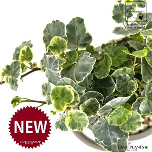 ACr[iVo[`[~[j Zg V_[^ 픫 1 yF΁EMz wfVo[`[~[ Hedera helix