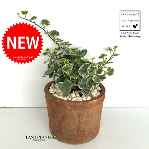 ACr[iVo[`[~[j F X|bg V_[^ 픫 1 yF΁EMz wfVo[`[~[ Hedera helix