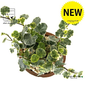 ACr[iVo[`[~[j F X|bg V_[^ 픫 1 yF΁EMz wfVo[`[~[ Hedera helix