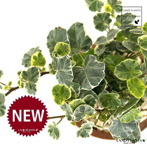 ACr[iVo[`[~[j F X|bg V_[^ 픫 1 yF΁EMz wfVo[`[~[ Hedera helix