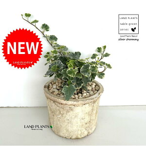 ACr[iVo[`[~[j F X|bg V_[^ 픫 1 yF΁EMz wfVo[`[~[ Hedera helix