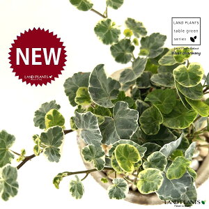 ACr[iVo[`[~[j F X|bg V_[^ 픫 1 yF΁EMz wfVo[`[~[ Hedera helix