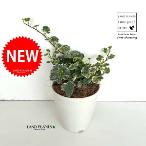 ACr[iVo[`[~[j 4 F vX`bN 1 yRRt@Co[z wfVo[`[~[ Hedera helix