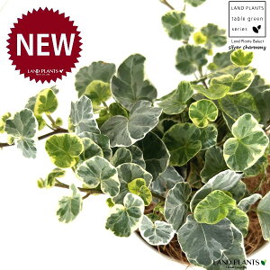 ACr[iVo[`[~[j 4 F vX`bN 1 yRRt@Co[z wfVo[`[~[ Hedera helix