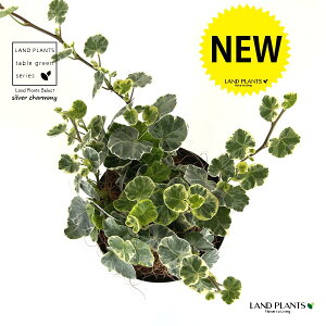 ACr[iVo[`[~[j 4 F vX`bN 1 yRRt@Co[z wfVo[`[~[ Hedera helix