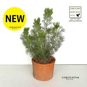 y󏭕iz AfiTX Aoj[ EB[[ubV F X|bg V_[^ 픫 1 I[XgAYŃ}KVȂ̏Ύ AfiTX EH[[ubV Adenantho