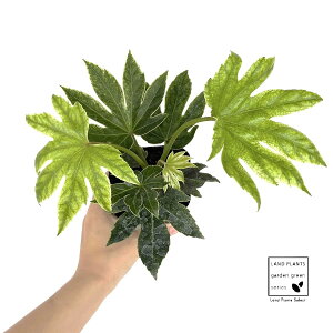 cfiFj 3.5 |bgc 1 XpC_[EFu XpC_[YEFueOmnE` V̉Hc ^ A  뉀 A  c c ϗtA  nbJNL