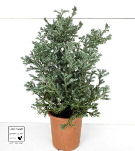 Rjt@[i{[o[hj 4 vX`bNc u[o[hE񂹐AẼV{c[Ɂ@NX}Xc[E_E_EcEc؁EA@ϗtAE|CgEBoulev