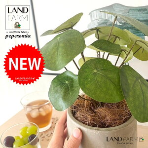 ylHϗtAz sAiyy~ICfXj Zg hbv^ 픫 1 yRRt@Co[EMz yy~A yy sAyy~ICfX  ϗtA 56724-A Pilea peperomioi